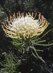Needle-leaf Pincushion - Photo: Nigel Forshaw