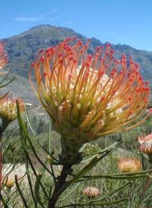 Franschhoek Needle-leaf Pincushion - Photo: Nigel Forshaw