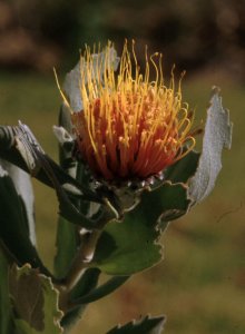 Langeberg Pincushion - Photo: David Osborne