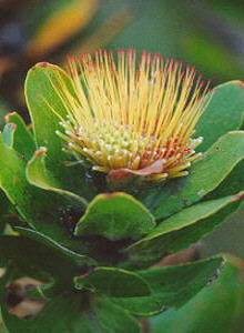 Overberg Pincushion - Photo: Nigel Forshaw