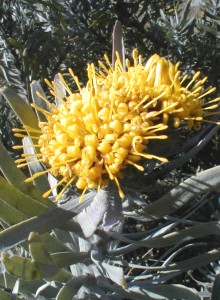 Malmesbury Pincushion - Photo: Nigel Forshaw