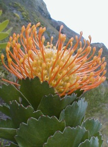 Silveredge Pincushion - Photo: Nigel Forshaw