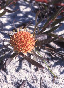 Whitetrailing Pincushion - Photo: David Osborne