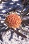 White Trailing Pincushion - Photo: Nigel Forshaw