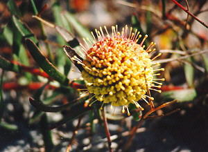 Yellow Trailing Pincushion - Photo: Nigel Forshaw
