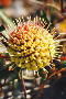 Yellow Trailing Pincushion - Photo: Nigel Forshaw
