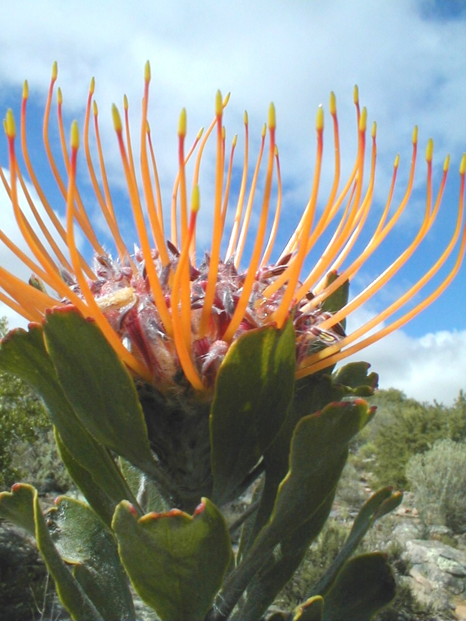 Nardouw Pincushion - Photo: Nigel Forshaw