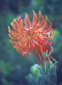Rocket Pincushion - Photo: Nigel Forshaw