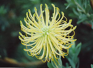 Rocket Pincushion - Photo: Nigel Forshaw