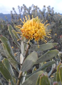 Common Sandveld Pincushion - Photo: Nigel Forshaw