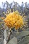 Leucospermum lineare - Photo: Nigel Forshaw