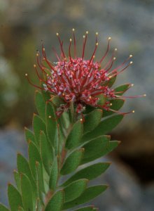 Eastern Pincushion - Photo: David Osborne