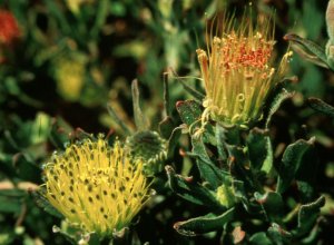 Karoo Pincushion - Photo: Tony Rebelo