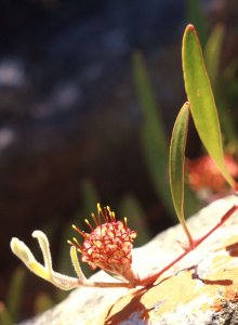 Stalked Pincushion - Photo: David Osborne