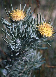 Saldanha Pincushion - Photo: David Osborne