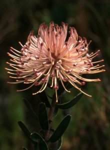 Ribbon Pincushion - Photo: David Osborne