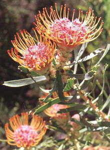 Worcester Ribbon Pincushion - Photo: NBI Collection