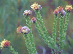 Oval-leaf Pincushion - Photo: Nigel Forshaw