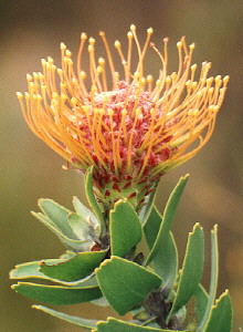 Silky-haired Pincushion - Photo: Nigel Forshaw