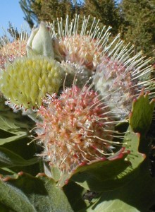 Riversdale Pincushion - Photo: Nigel Forshaw