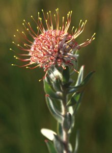Swartberg Pincushion - Photo: David Osborne