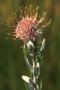 Swartberg Pincushion - Photo: David Osborne