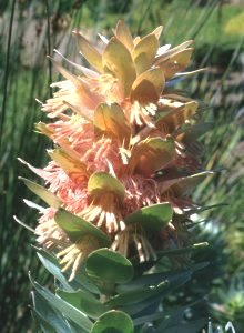 Silver Pagoda - Photo: NBI Collection