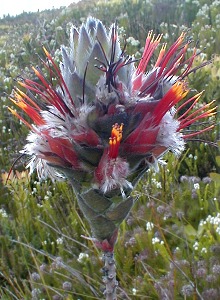 Conical Pagoda - Photo: Nigel Forshaw