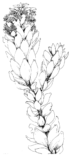 Golden Pagoda - Line Drawing: Yvette van Wijk