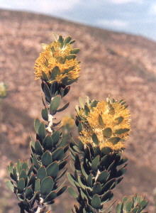 Golden Pagoda - Photo: NBI Collection