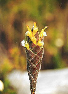 Cryptic Pagoda - Photo: Nigel Forshaw