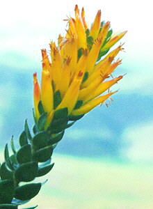 Threeflower Pagoda - Photo: David Osborne