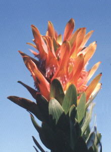Splendid Pagoda - Photo: NBI Collection