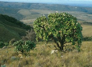 Oldenbergia grandis - Photo: NBI Collection