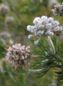 Bredasdorp Sceptre - Photo: Andrew Tiltman