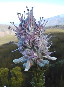 Hairy-styled Sceptre - Photo: Nigel Forshaw