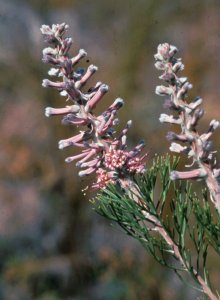 Smooth-leaf Tree Sceptre - Photo: Tom Lloyd-Evans