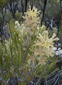 Powder Sceptre - Photo: Nigel Forshaw