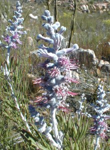 Long-head Sceptre - Photo: Nigel Forshaw