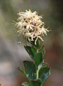 Scented Sceptre - Photo: David Osborne