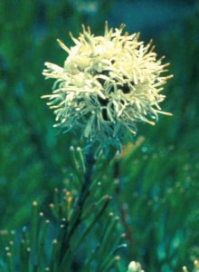 Kouga Sceptre - Photo: Bert Bongers