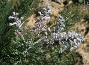 Rabbitt-paw Sceptre - Photo: Andrew Tiltman