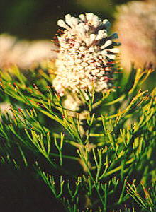 Palmiet Sceptre - Photo: Nigel Forshaw