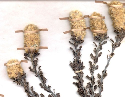 Paranomus nova - Scanned: NBI