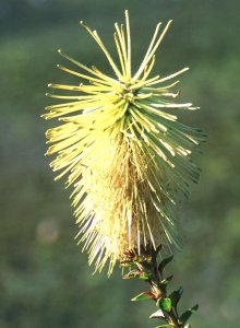 Van Staden's Sceptre - Photo: David Osborne