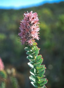 Honey-Scented Sceptre - Photo: David Osborne