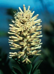 King Gustaf's Sceptre - Photo: Tony Rebelo