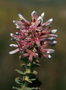 Langeberg Sceptre - Photo: Nicholas Cole