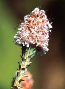Langeberg Sceptre - Photo: David Osborne