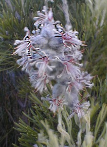 Palmiet Sceptre - Photo: Nigel Forshaw